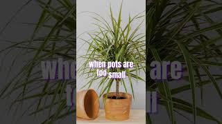 Dragon trees / Dracaena Plant #houseplants #indoorplants #plants