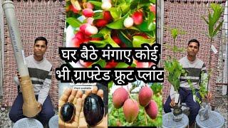 Fresh Grafted Fruit Plants Unboxing || How to buy grafted fruit plants || Online Fruit Plant