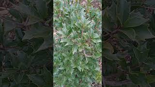 Osmanthus heterophyllus 'Purpureus' or Purple Holly Tea Olive in Southern Ontario USDA zone 6a