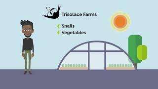 Trisolace Crowdfarming platform vegetables and snails farms Ghana