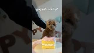 Happy Birthday Kotaro! #犬 #トイプードル #かわいい #トイプードルの虎太郎三桜 #トイプー多頭飼い #癒し #といぷーどる #こたみお