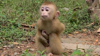 Welcome Monkey abandoned this morning, January 20, 2023,He had a golden complexion, a clean face,