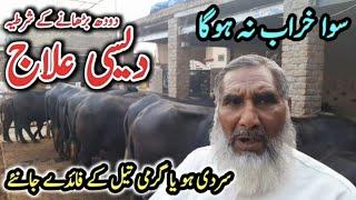 Kamyab Buffalo Farming in Pakistan ||Beautiful Buffalo Farm ||Village Info