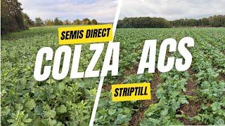 Colza Semis direct Versus Striptill