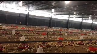 How to raise chickens  របៀបចិញ្ចឹមមាន់