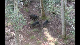 (GRAPHIC) Bow hunting for Hogs Deep in the Florida Swamp! Perfect Kill Shot!