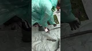 Посадка растений #рекомендации #новороссийск #garden #gardening #посадка #сад #рек #реки
