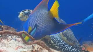 Explorando as Maravilhas Subaquáticas: Um Olhar Fascinante para os Recifes de Coral