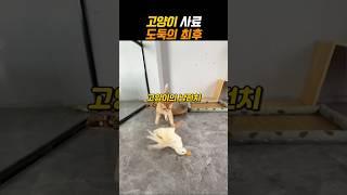 고양이 사료 도둑의 최후 