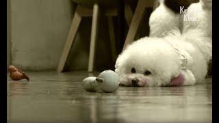 Dog Falls Into Depression Because Of Cheating Husband | Kritter Klub