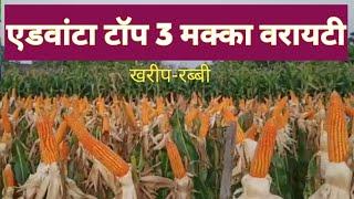 एडवांटा टॉप मक्का वाण।Advanta seeds makka।Corn PAC 741।PAC 759।PAC 751