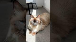 Blue eyes princess loves neck scratches in the sun #cat #cute