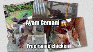 Introducing our Free Range Chicken - Rhode Island Red, Ayam Cemani, Brahmas and more