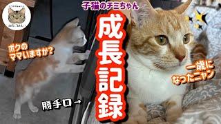 母猫とはぐれたボロボロな子猫チミちゃんが幸せな家族になる一歳までの全記録