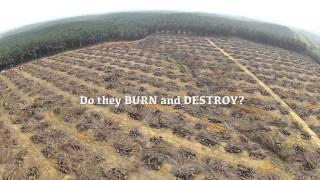 Exposed: Malaysian Oil Palm Farmers - Burn & Destroy !