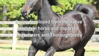 The Horsemart breed guide to Hanoverian