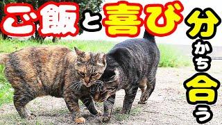 いつも一緒にいる猫たちにご飯をもっていくと・・・ 地域猫ボランティアさん急逝後に火事エリア さくらねこへの給餌 癒され野良猫動画 感動猫動画