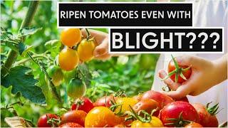 Is It Possible To Ripen Tomatoes With Blight? Ripen green tomatoes quickly #allotment #blight