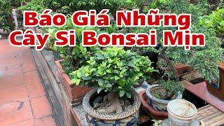 Báo Giá Những TP Si Búp Đỏ Hàng Bê Tay Nhà Vườn Chú Huỳnh Lai Nguyễn 039 9622395 @Hậu Bonsai