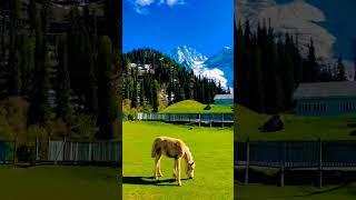 Kashmir tourism// Rouf Kashmir