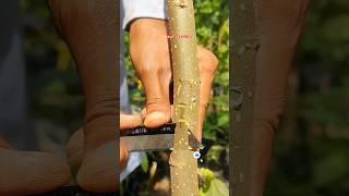 Chip Bud Grafting Easy technique in Peach ,Plums ,Cherry Etc  #shorts #satisfying #shortsindia