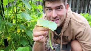 Do THIS to Your Cucumbers to Increase Health and Production