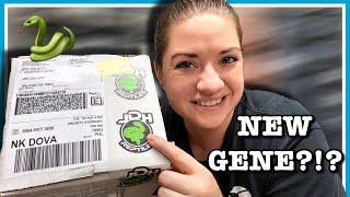 UNBOXING A NEW GENE!!! | Ball Python Unboxing from JDH Reptiles | Ball Python Breeding