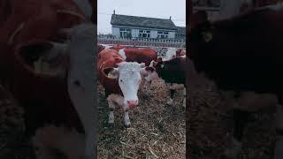 Cows Baby love, mab enghour#2689 #Shorts