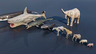 Small - Big Animal Size Comparison #animals #animation