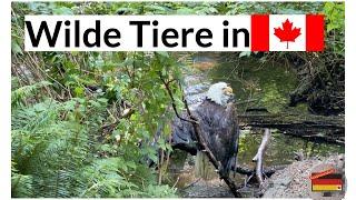 Wilde Tiere kommen in Kanada bis an die Haustüre. #ausgewandertnachkanada