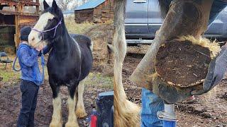 Massive Hoof!!! What Farriers See || Draft Horse Trims || Hoof Restoration || So Satisfying