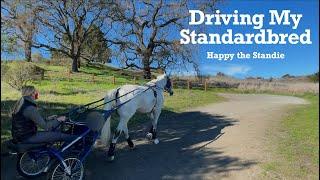 Driving My Standardbred | Happy the Standie