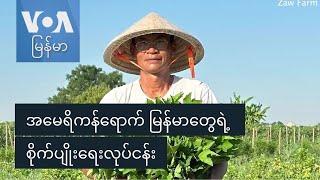 အမေရိကန်ရောက် မြန်မာတွေရဲ့ စိုက်ပျိုးရေးလုပ်ငန်း