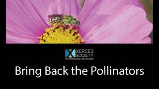 Attracting Pollinators to your Garden