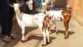 Top Quality Barbari Adant female jodi at Jilani goats Ambad Jalna Maharashtra