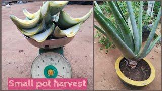 harvesting aloe vera leaves from a small pot growing