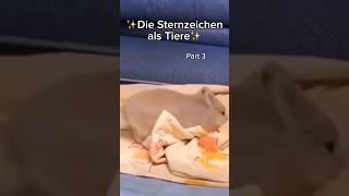 Die Sternzeichen als TierePart 3 #sternzeichen #astrology #zodiac #animals #funny #fy