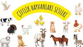 Çiftlik Hayvanları Sesleri / Çocuklar İçin Türkçe Okul Öncesi Eğitici Video / Hayvanları Öğreniyoruz