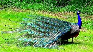 Peacock Nice voice | Peacock High quality dance | Top Pets Tv