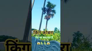 Dheeraj Kumar #King cobra #haryanvi #tseries