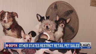 Texas lawmaker files bill aiming to end retail pet sales in state, targeting puppy mills