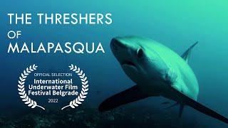 The Thresher sharks of Malapascua