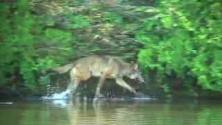 Isle Royale wolves attacking moose