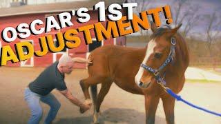 RESCUE HORSE "Oscar" Saved From Meat Auction ~  Gets First Chiropractic Adjustment for ARTHRITIS!