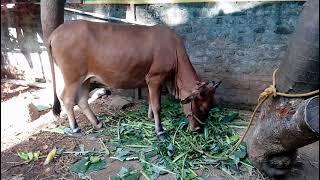 Red sindhi X Jersey crossbreed cow .......