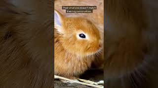 The Most Difficult Rabbit Breeds to Own