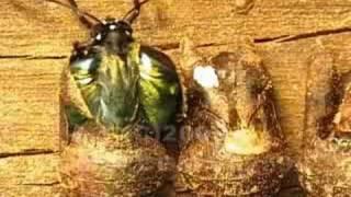 V02592 Purple Hairstreak butterfly emerges (realtime)