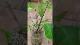 #get allamanda new plant#from cutting in water#shorts#