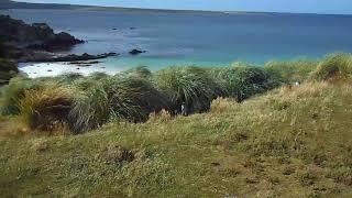 Фолклендські острови. Пінгвіни. Частина 16. Falkland islands. Penguins. Part 16.