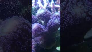 #reefaquarium #fishtank #coralreef #reef #reeftank #reeflife #reefer #coral #reef2reef #chill